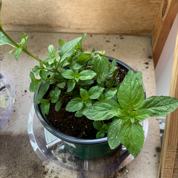 Potted spearmint plant with healthy green leaves.