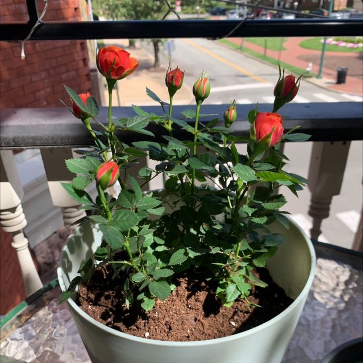 Potted Dog Rose plant with red flowers and buds, healthy green leaves.