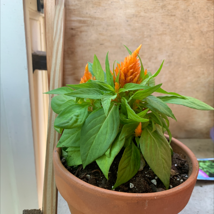 A healthy, vibrant Cockscomb plant in a terracotta pot with lush green foliage and a striking orange flower resembling a rooster's comb.