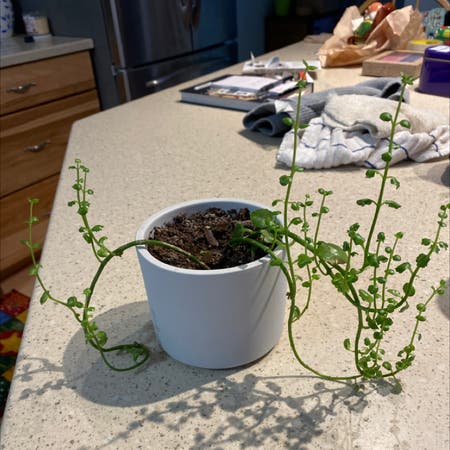 Photo of the plant species Hairy bittercress by Sian named Gloria on Greg, the plant care app