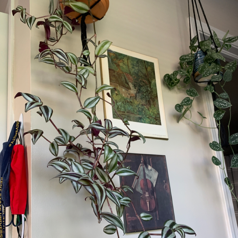 Spiderwort plant photo by @christian named dumb hoe on Greg, the plant care app.
