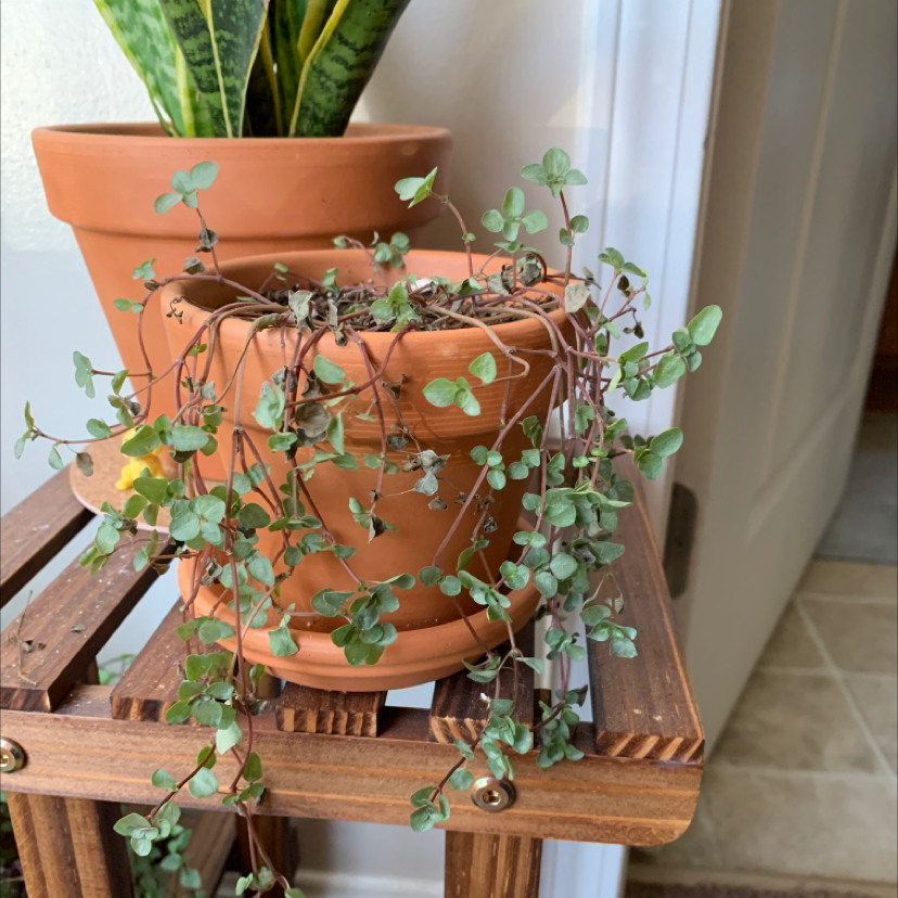 Silver Spa plant photo by @christian named wimpy bicth on Greg, the plant care app.