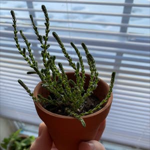 Rattail Crassula plant photo by @christian named poot on Greg, the plant care app.