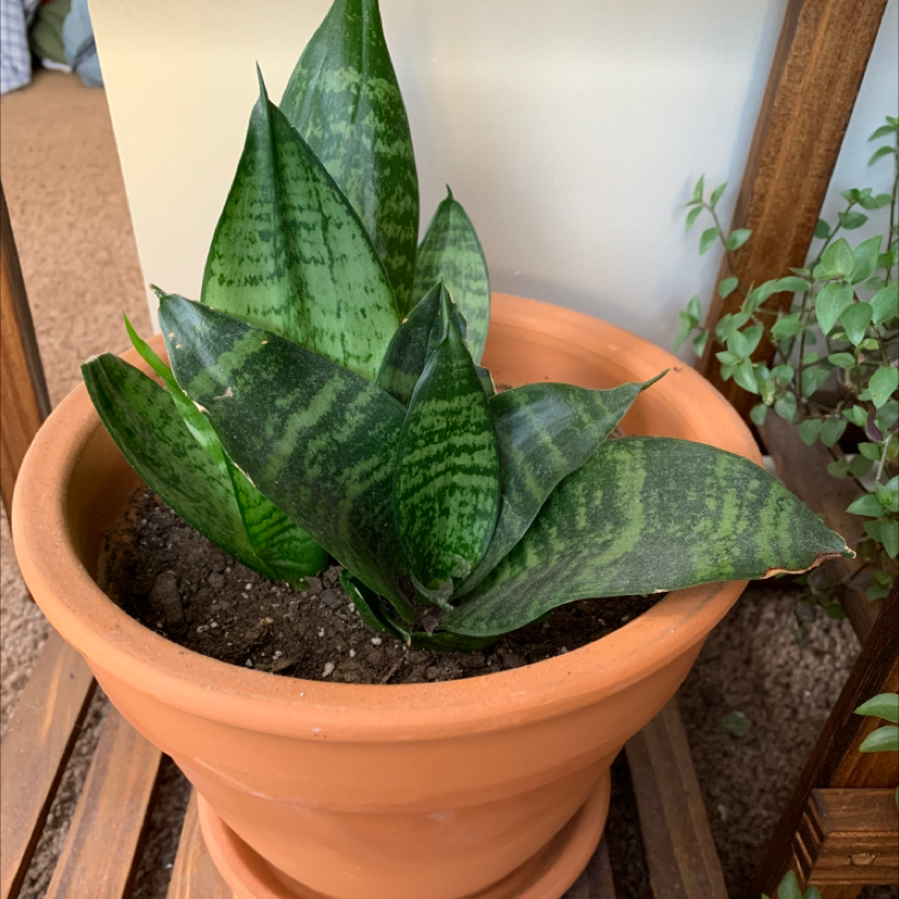 Bird's Nest Snake Plant in a terracotta pot with visible soil, healthy green leaves.