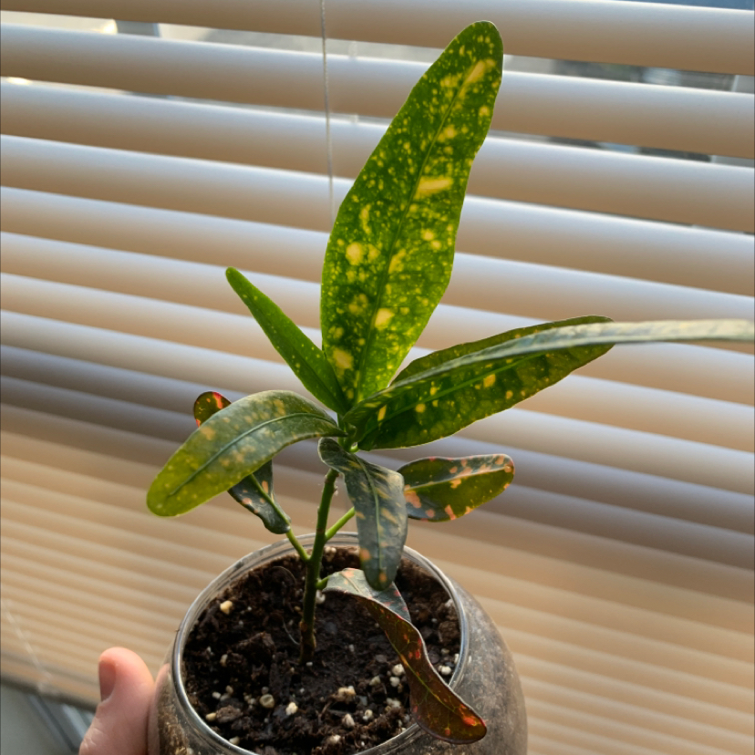 Croton 'Petra' plant photo by @christian named Fish on Greg, the plant care app.