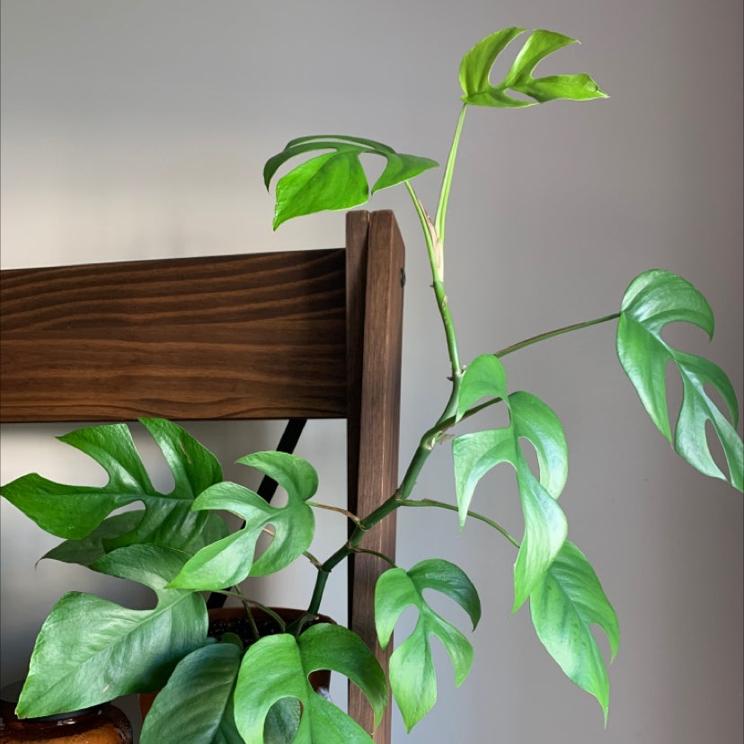 Photo of the plant species Mini Monstera by @christian named burger king on Greg, the plant care app