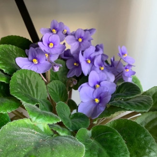African Violet plant in Kent, Ohio