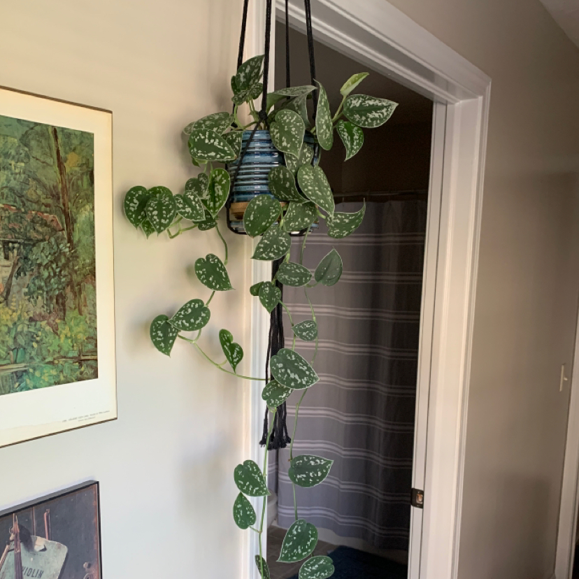 Satin Pothos plant photo by @christian named awesome man on Greg, the plant care app.