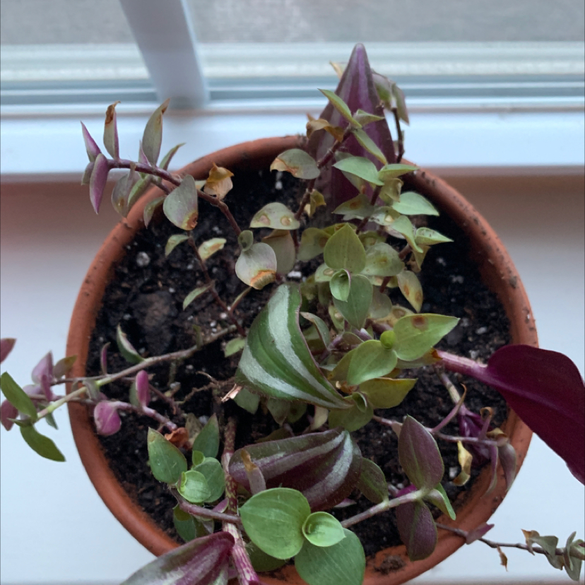 Creeping Inch Plant plant photo by @christian named (remains of) big boi on Greg, the plant care app.