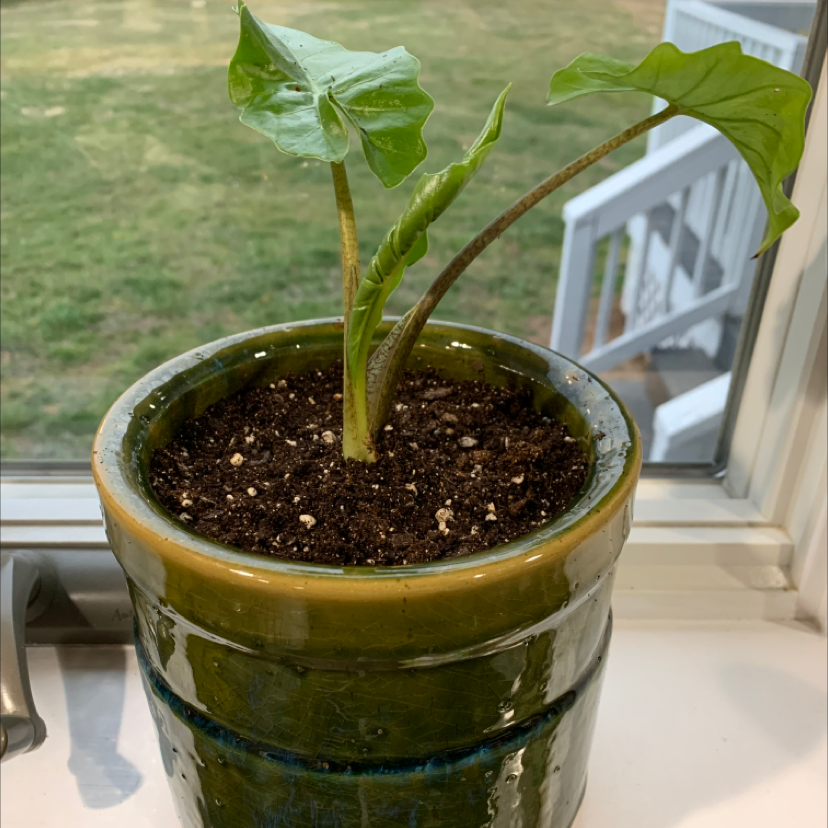 Photo of the plant species Alocasia 'Low Rider' by @christian named nimbus on Greg, the plant care app