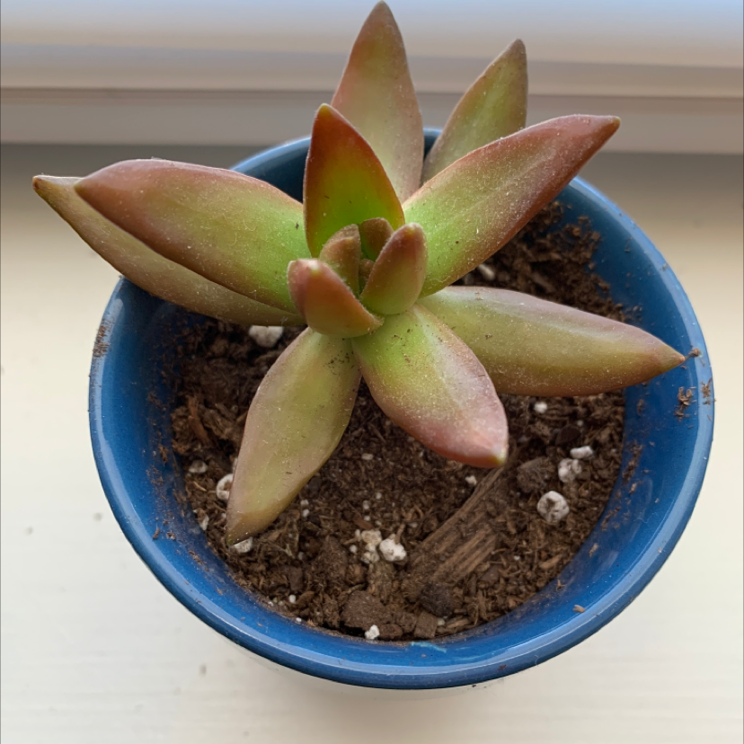Photo of the plant species Sedum 'Firestorm' by @christian named background noise on Greg, the plant care app