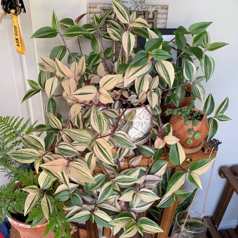 Photo of the plant species Rainbow Tradescantia by @christian named spicy beefy stinky on Greg, the plant care app