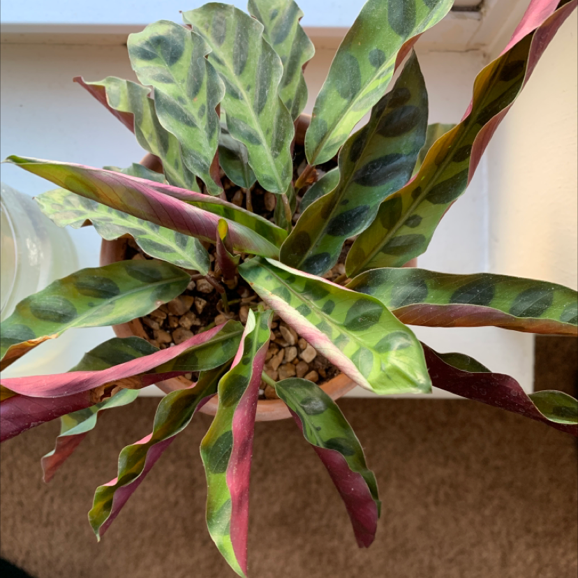 Rattlesnake Plant plant photo by @christian named birthday boy on Greg, the plant care app.