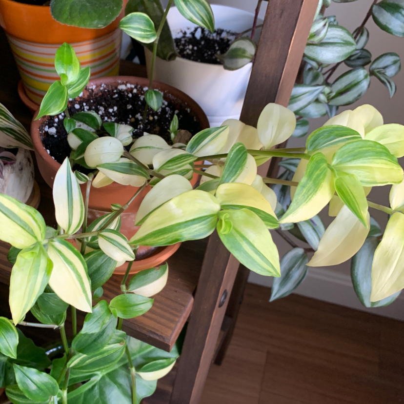 Tradescantia 'Yellow Zebra' plant with variegated green and yellow leaves in a pot with visible soil.