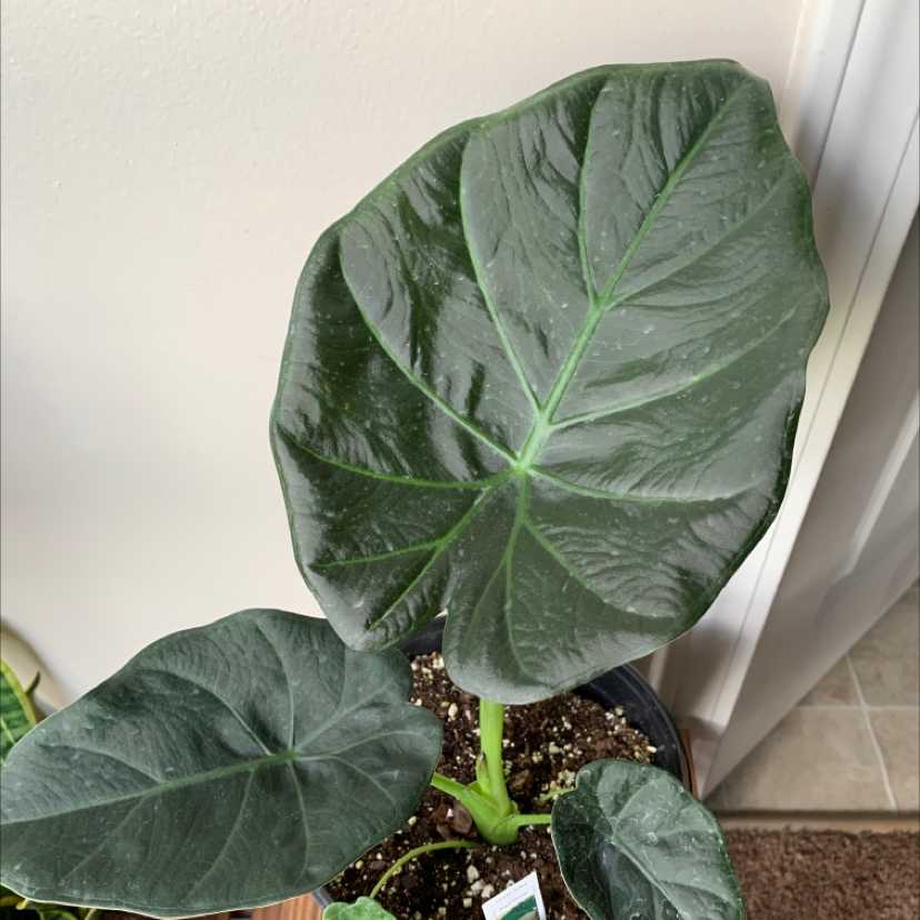 Photo of the plant species Alocasia 'Regal Shields' by @christian named BUSSIN on Greg, the plant care app