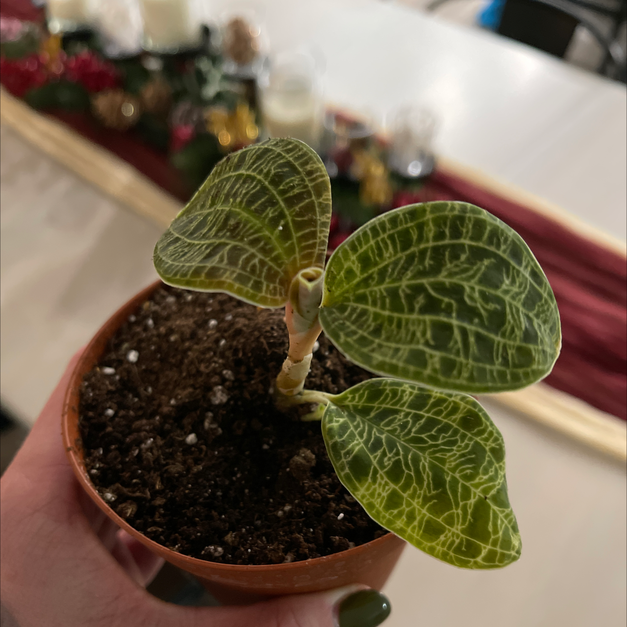 Lightning Bolt Jewel Orchid in a small pot with visible soil and veined leaves.