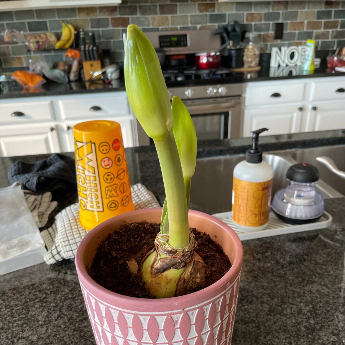 Hippeastrum 'Red Lion' plant in a pink pot, early growth stage, in a kitchen setting.