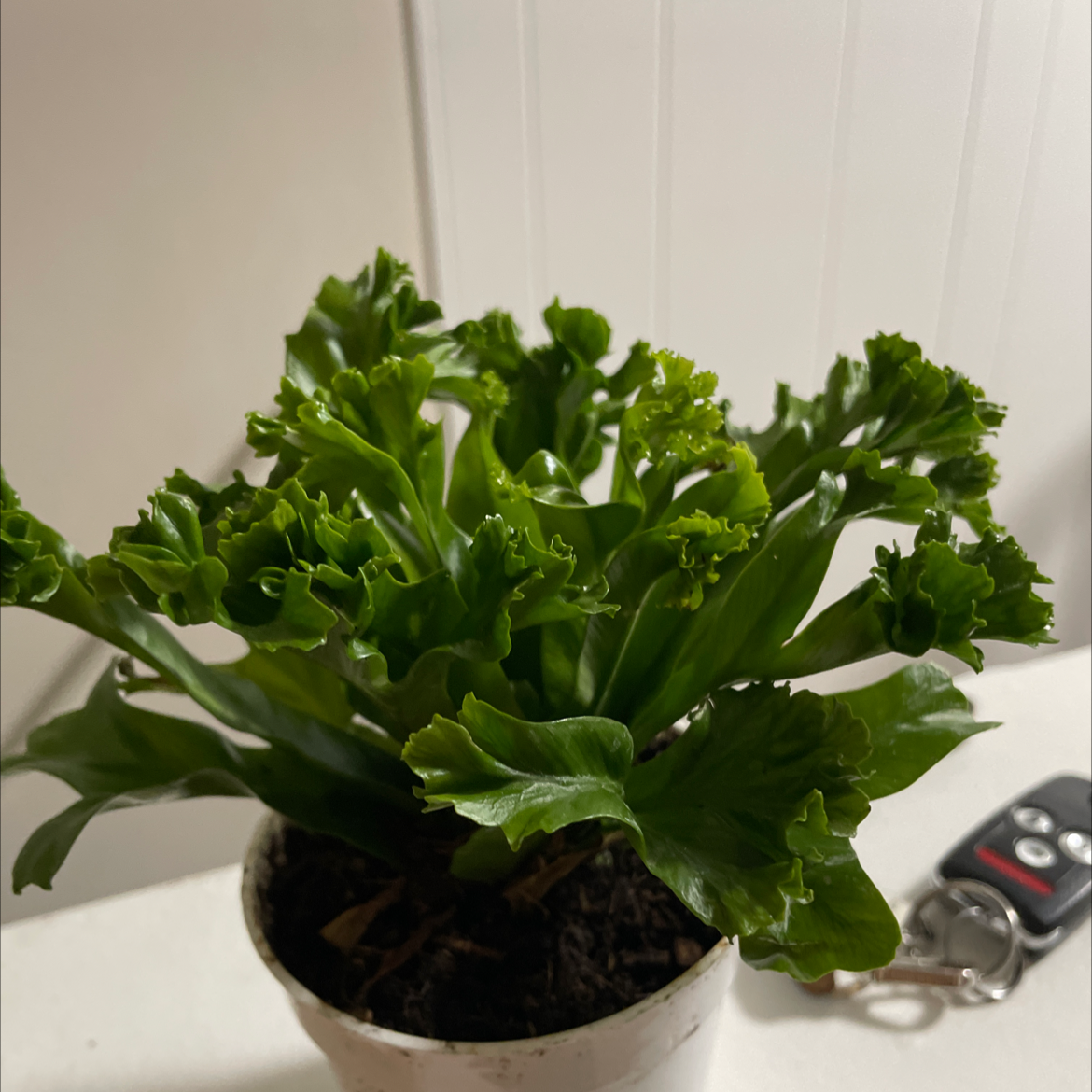 Thriving garden lettuce plant with vibrant green leaves growing in a small white pot, with car keys for scale.