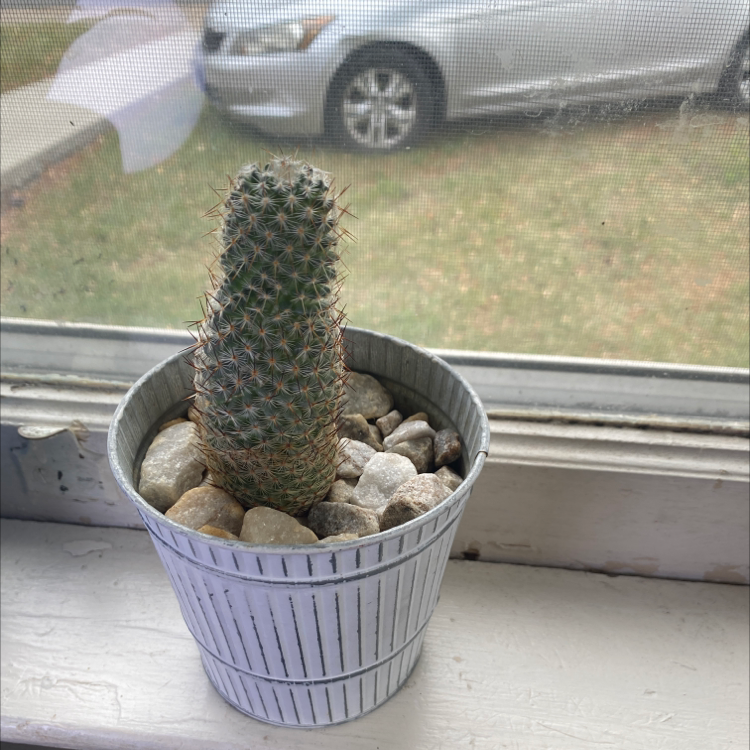 Potted Chihuahuan Beehive cactus on a windowsill with rocks covering the soil.