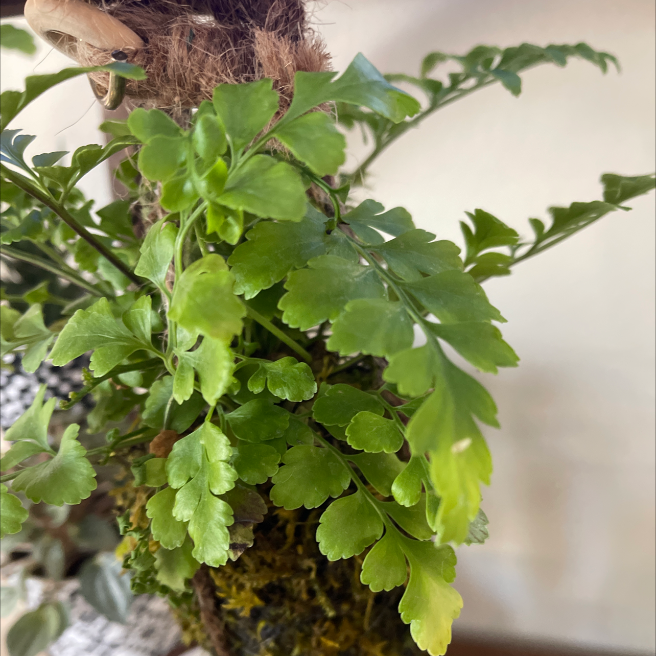 Black Spleenwort plant with healthy green fronds, held by a hand.