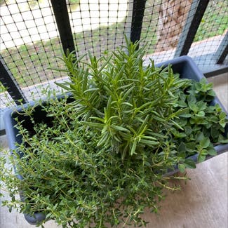 Rosemary plant in Miami, Florida