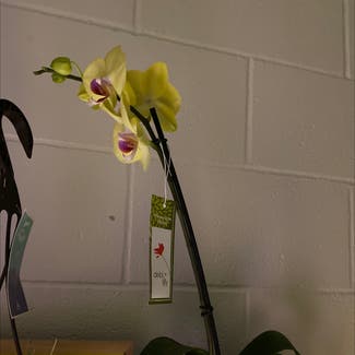 Phalaenopsis Orchid plant in Boise, Idaho