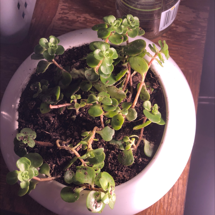 Potted Fairy Crassula plant with small, rounded green leaves in a white pot.
