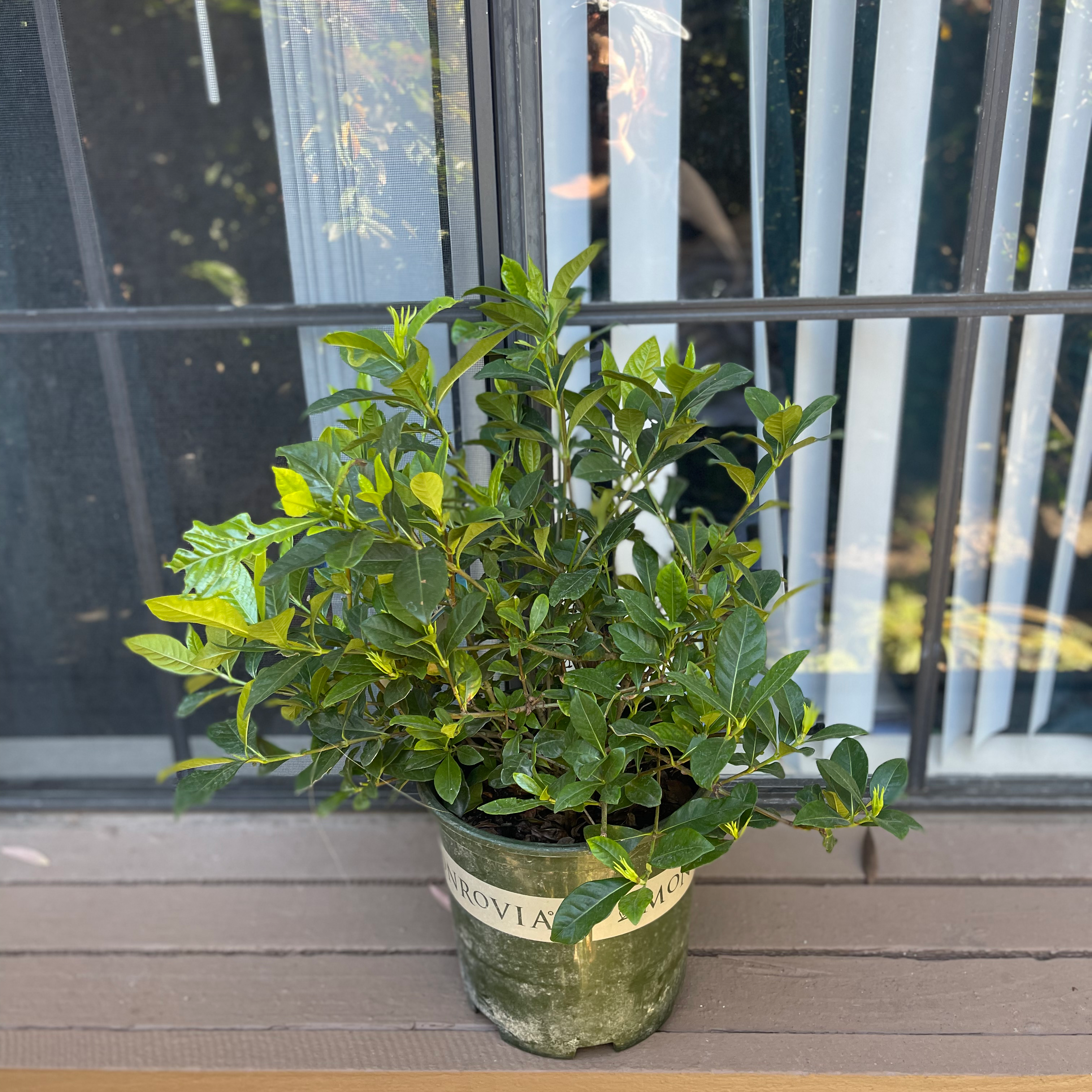 Photo of the plant species Kleim's Hardy Gardenia by Nicole named Rebeca on Greg, the plant care app