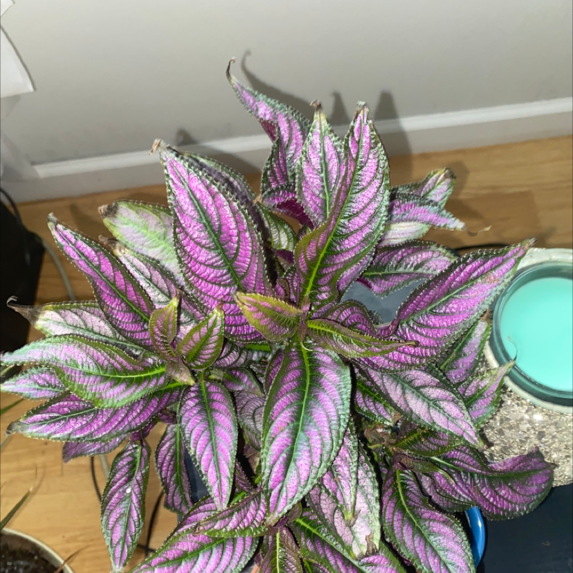 Persian Shield plant photo by @AmiesPlants named Pax on Greg, the plant care app.