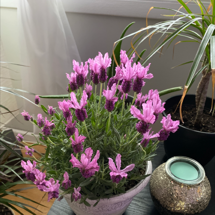 Photo of the plant species Lavender by @AmiesPlants named Denali on Greg, the plant care app