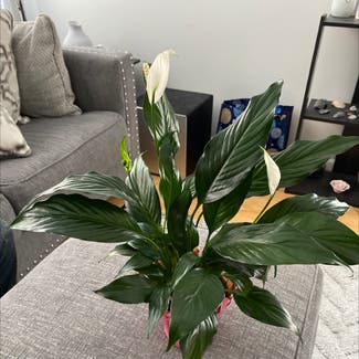 Peace Lily plant in Sicklerville, New Jersey