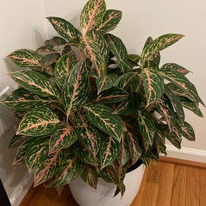 Chinese Evergreen plant photo by @AmysPlantFam named Alice on Greg, the plant care app.