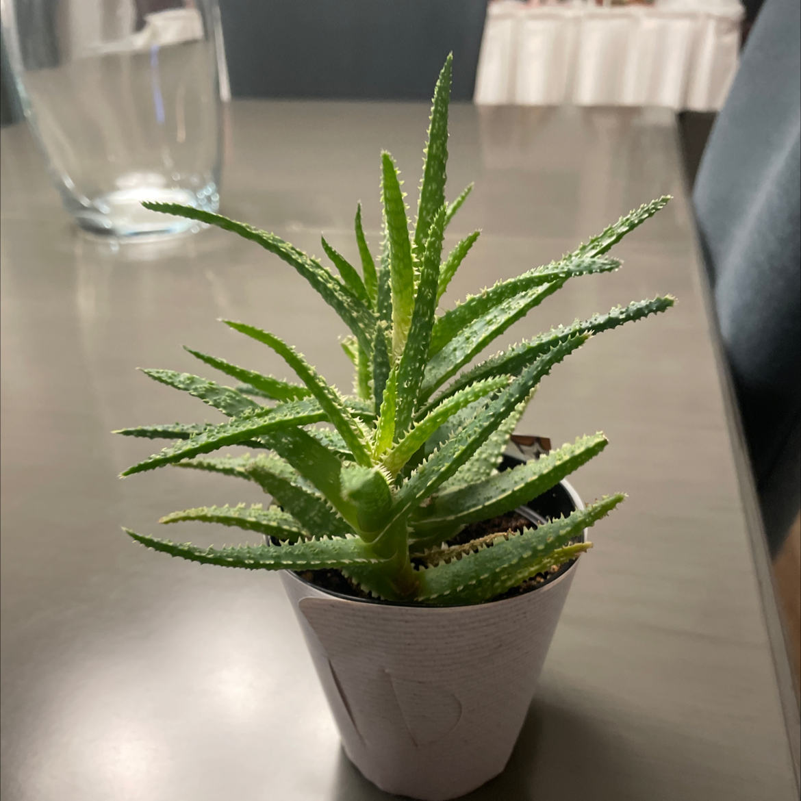 Aloe vera plant photo by @NRTOMEGA8880 named Sunny on Greg, the plant care app.