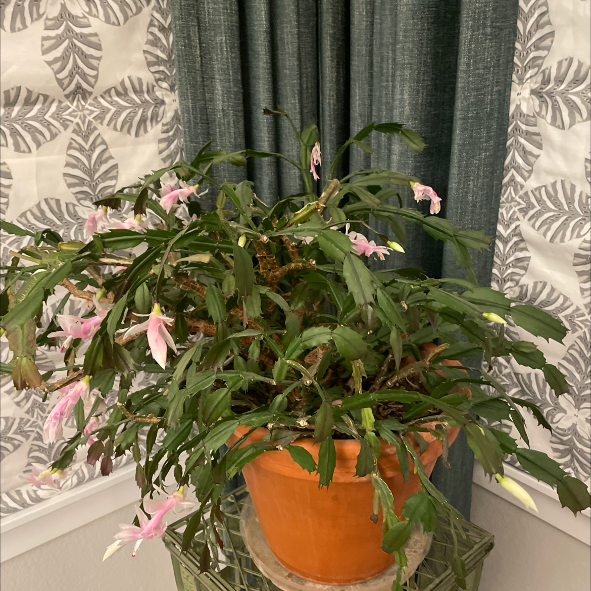 False Christmas Cactus plant photo by @NRTOMEGA8880 named Carl on Greg, the plant care app.