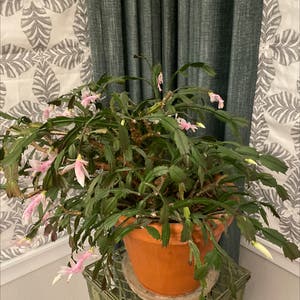Thanksgiving Cactus plant photo by @NRTOMEGA8880 named Carl on Greg, the plant care app.
