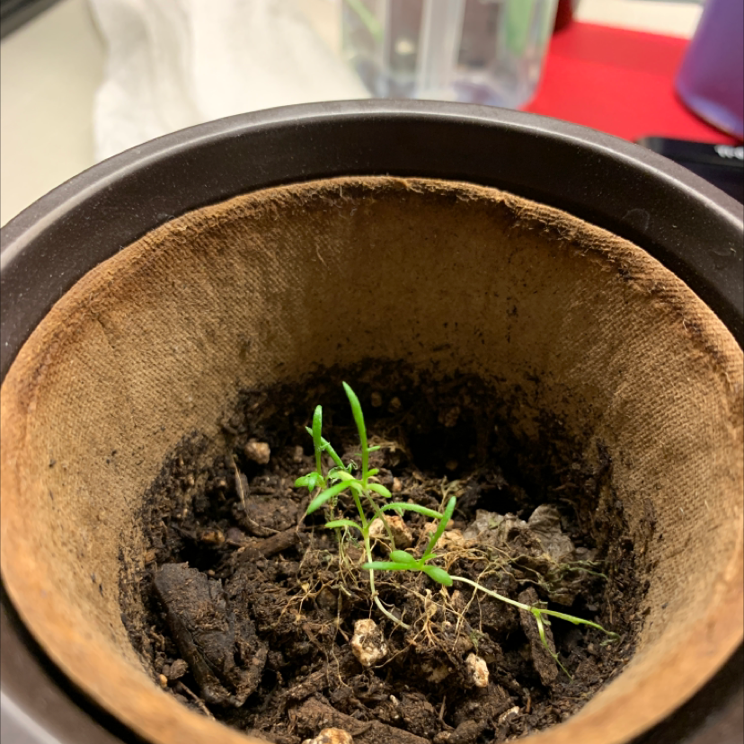 Small German Chamomile plant in a pot with visible soil, early growth stage.