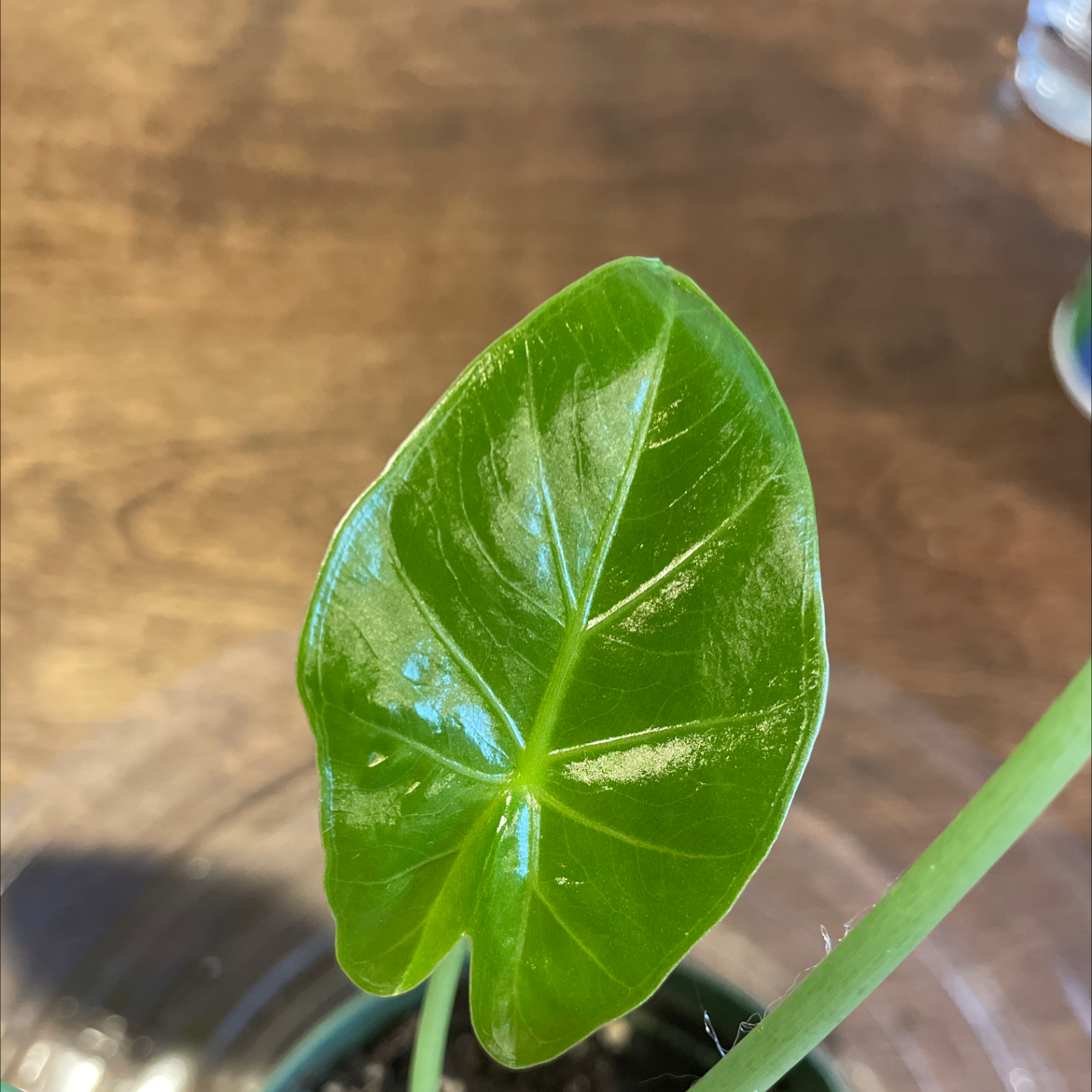 Healthy green leaf of Calidora Elephant's Ear with visible soil.