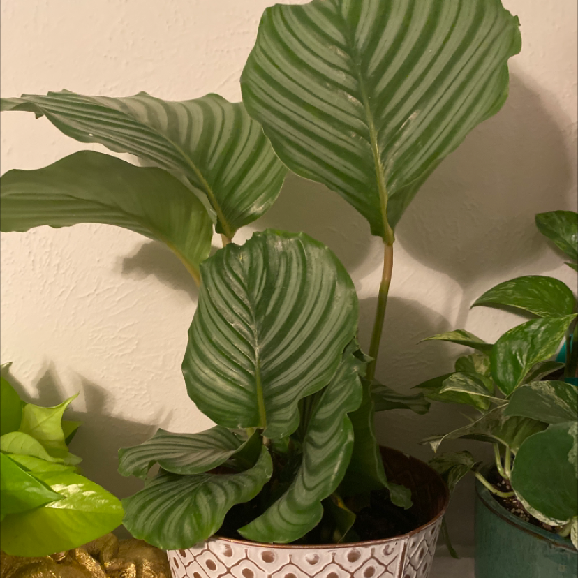 Calathea Orbifolia plant with large striped leaves in a decorative pot, other plants in background.