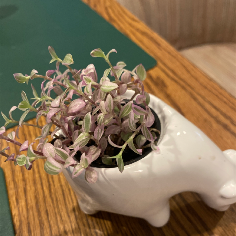Hand holding a healthy potted Tradescantia zebrina plant with long trailing stems and purple striped leaves.