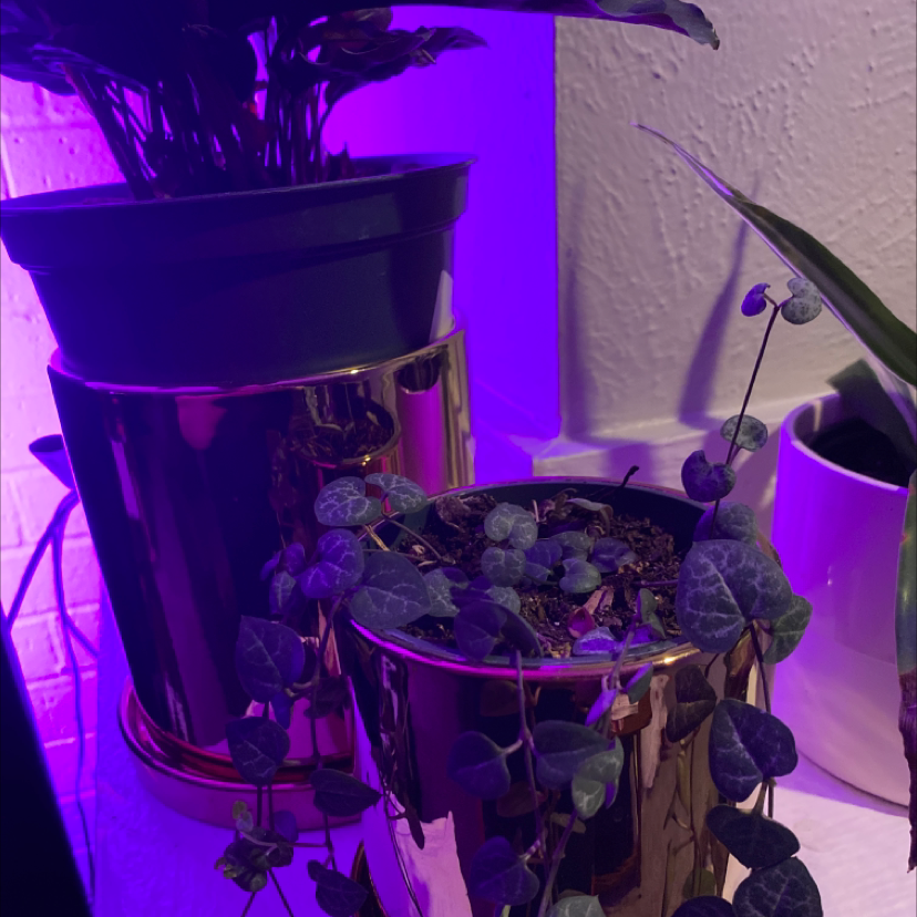 String of Hearts plant in a pot with trailing vines, well-framed and in focus.