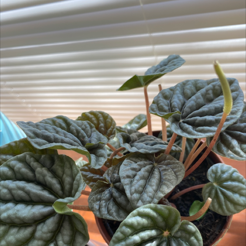 Potted Emerald Ripple Peperomia with healthy, textured leaves.