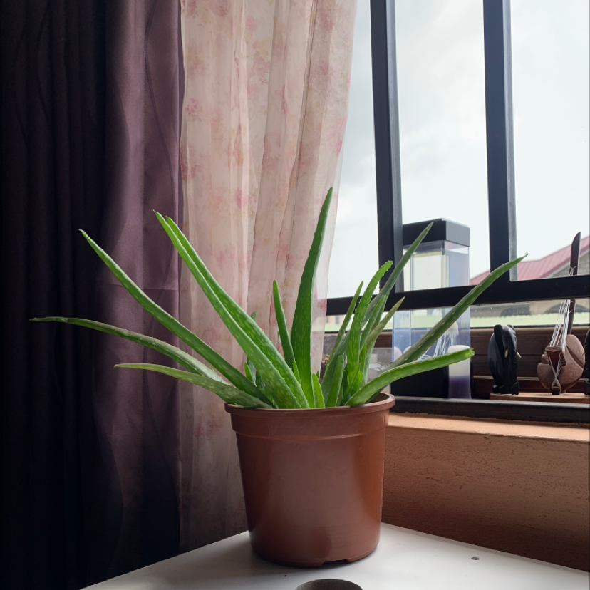 Aloe vera plant photo by @mayquestionmark named vera on Greg, the plant care app.