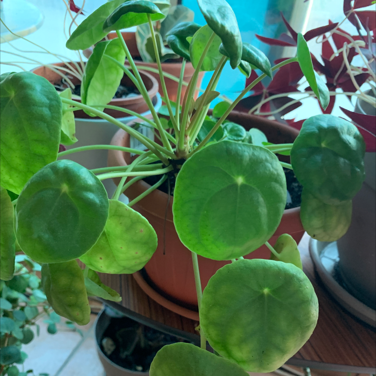 Chinese Money Plant plant photo by Desiree named victoria on Greg, the plant care app.