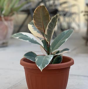 Variegated Rubber Tree plant photo by Desiree named Catalino on Greg, the plant care app.