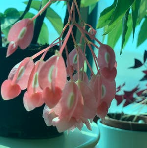 Angel Wing Begonia plant photo by Desiree named Tammy on Greg, the plant care app.