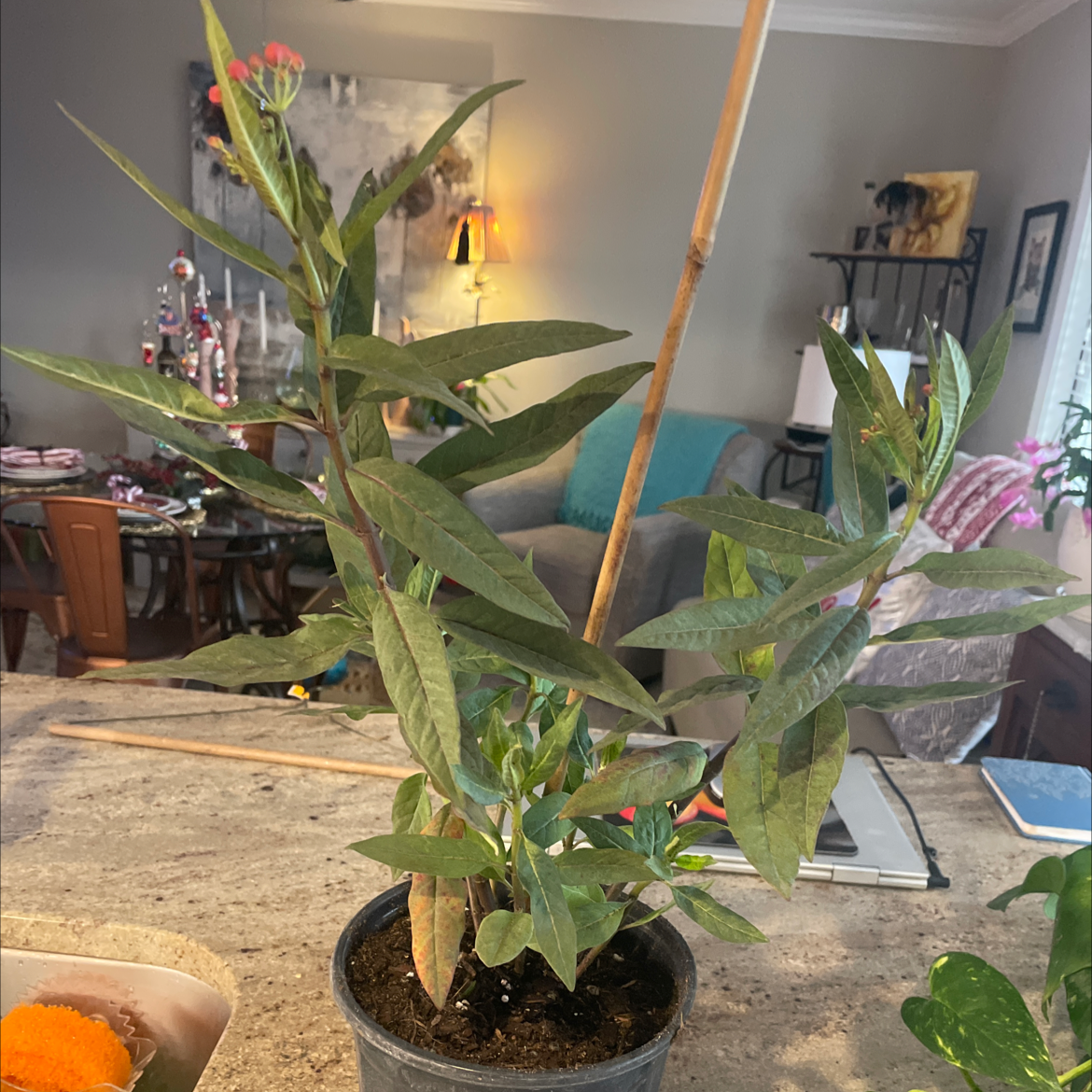 Potted Tropical Milkweed plant with green leaves and small red flowers on a countertop.