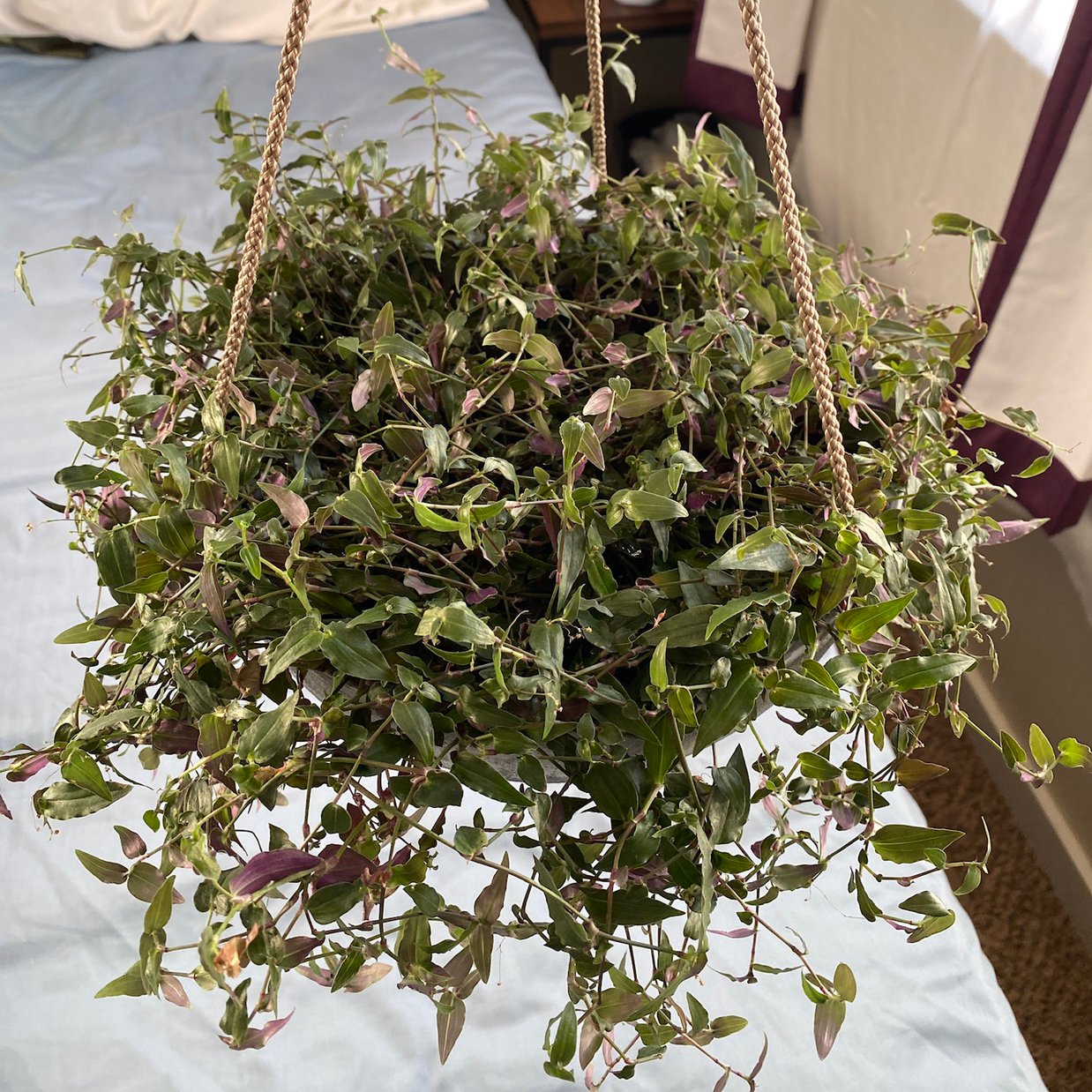 Hanging basket with a dense, trailing Tahitian Bridal Veil plant, mostly green with some purple hues.