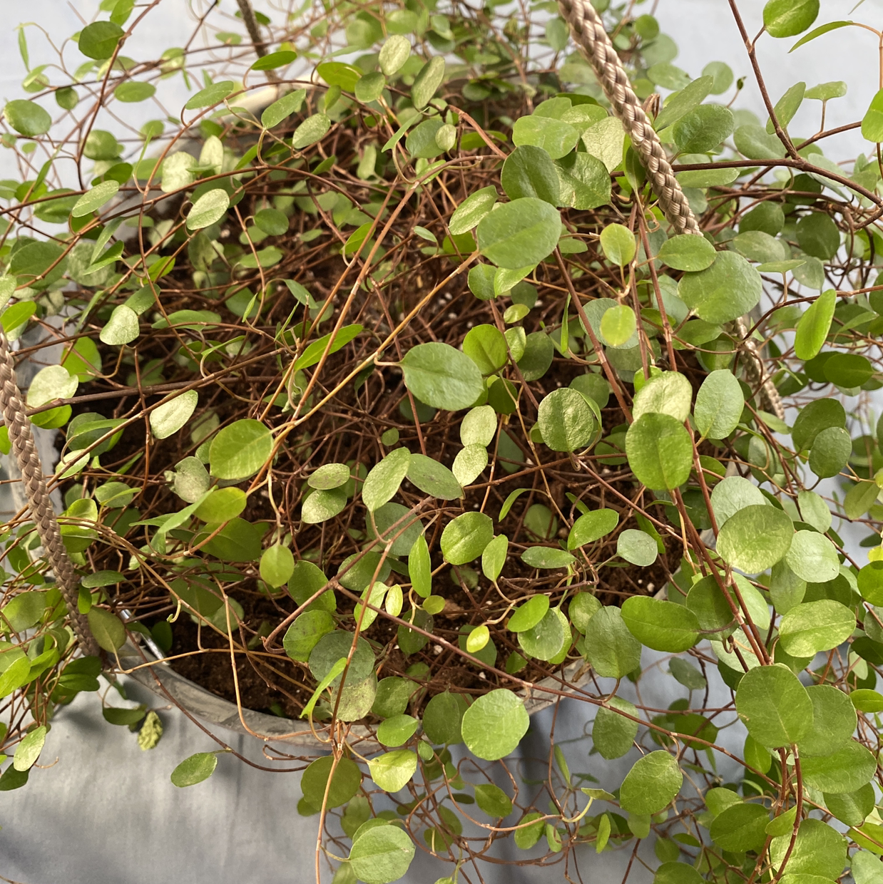 Maidenhair Vine in a hanging basket with numerous small, round green leaves.