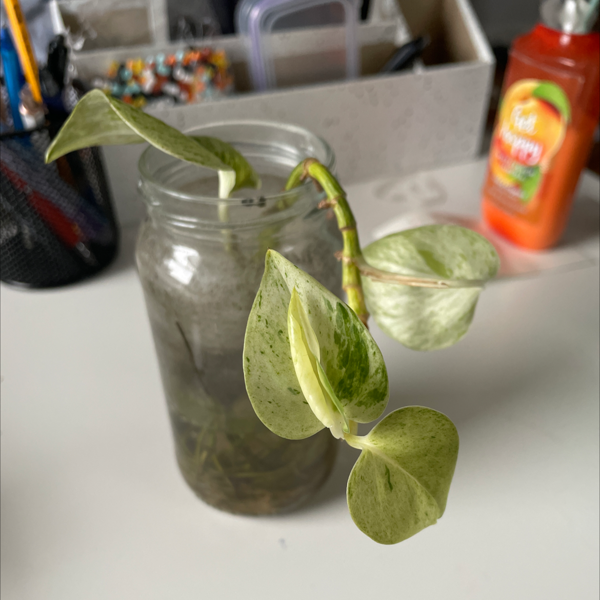 Taro Vine plant photo by @stait named kev on Greg, the plant care app.