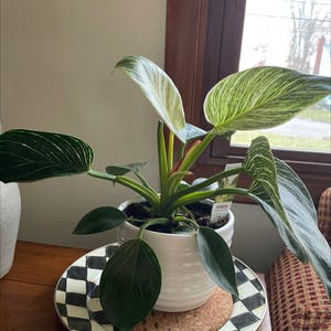 Philodendron 'Birkin' plant photo by Sarah named Jerry on Greg, the plant care app.